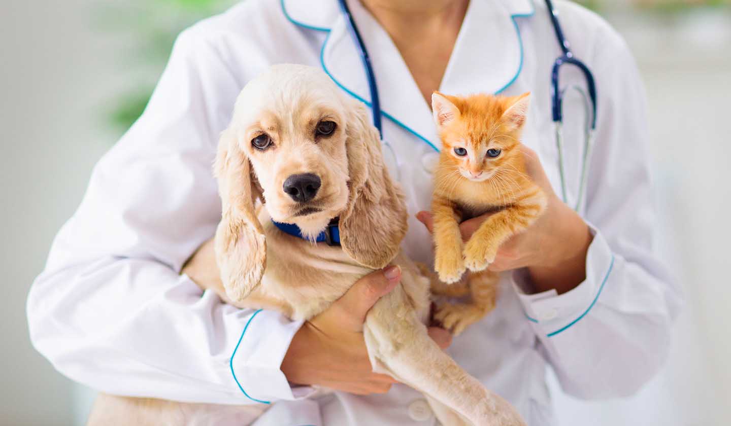 Animais Jovens - Veterinário