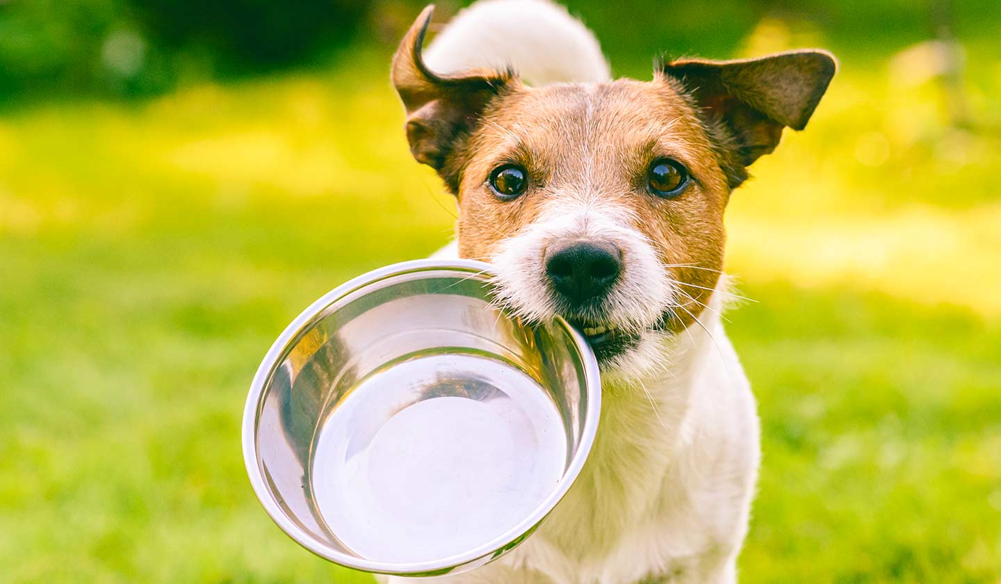 Alimentação do cão