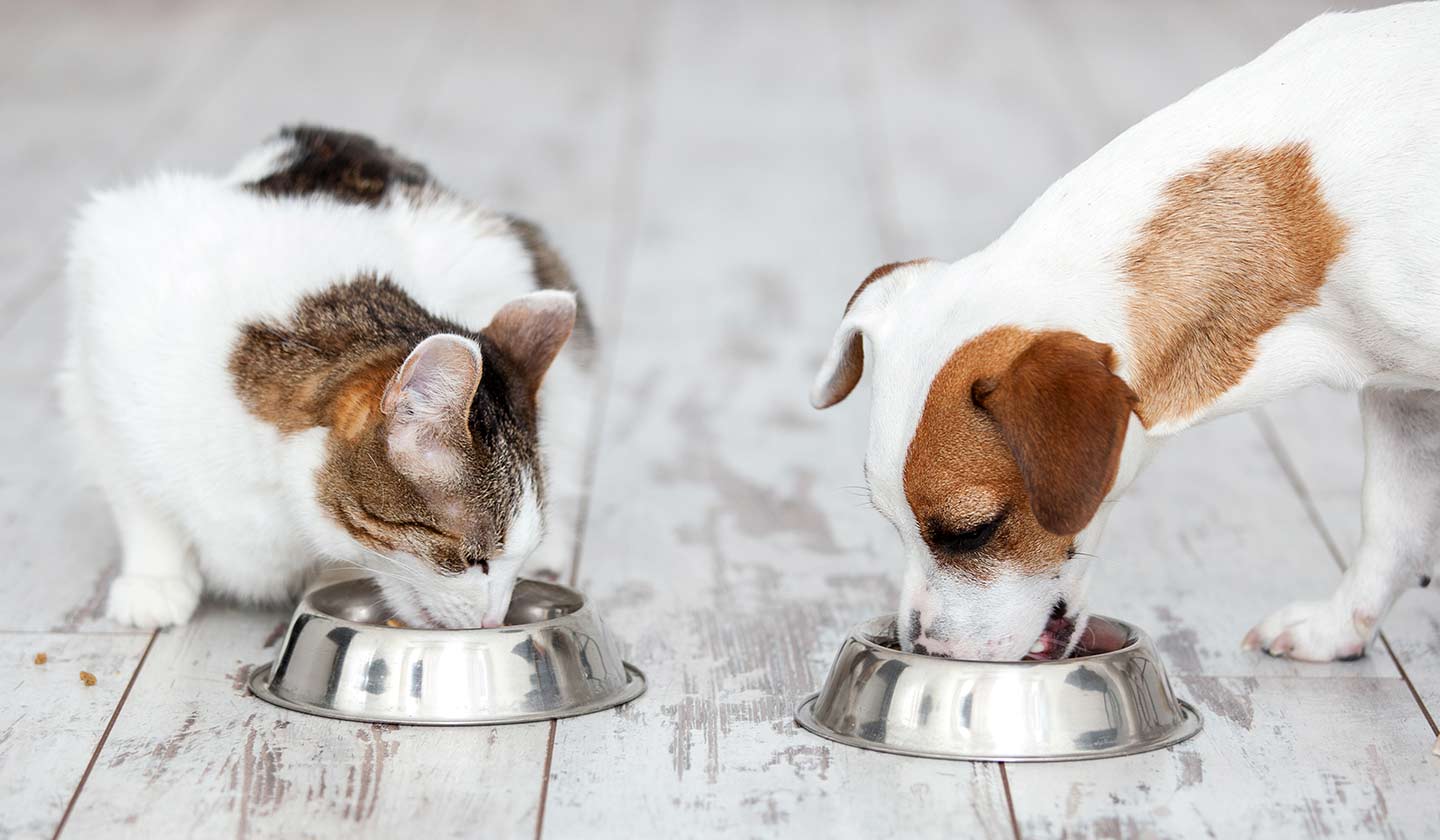 Alimentação equilibrada