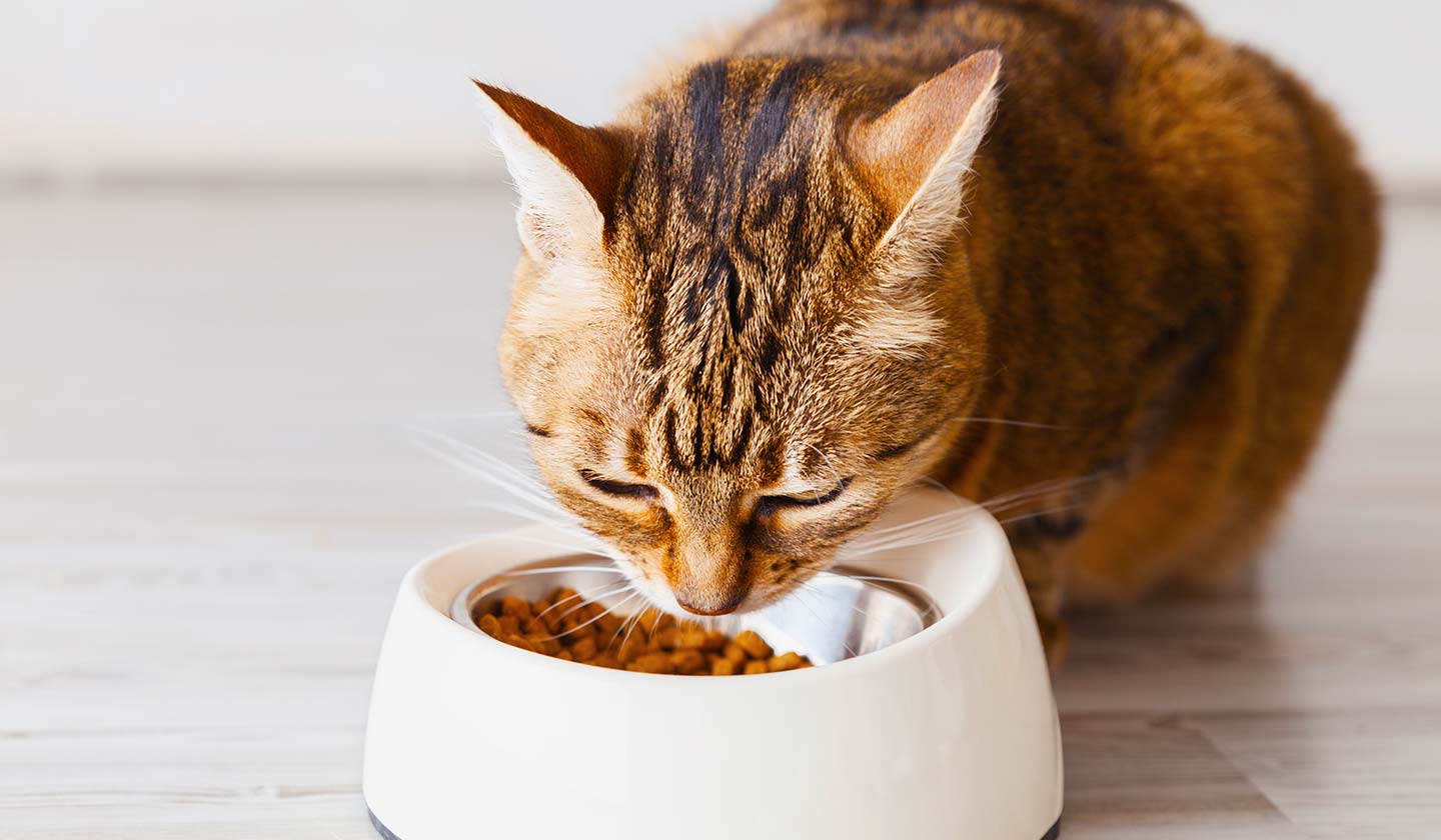 Alimentação do gato