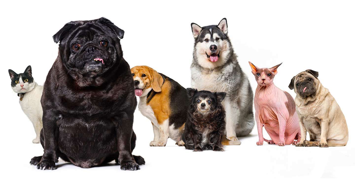 Obesidade nos animais