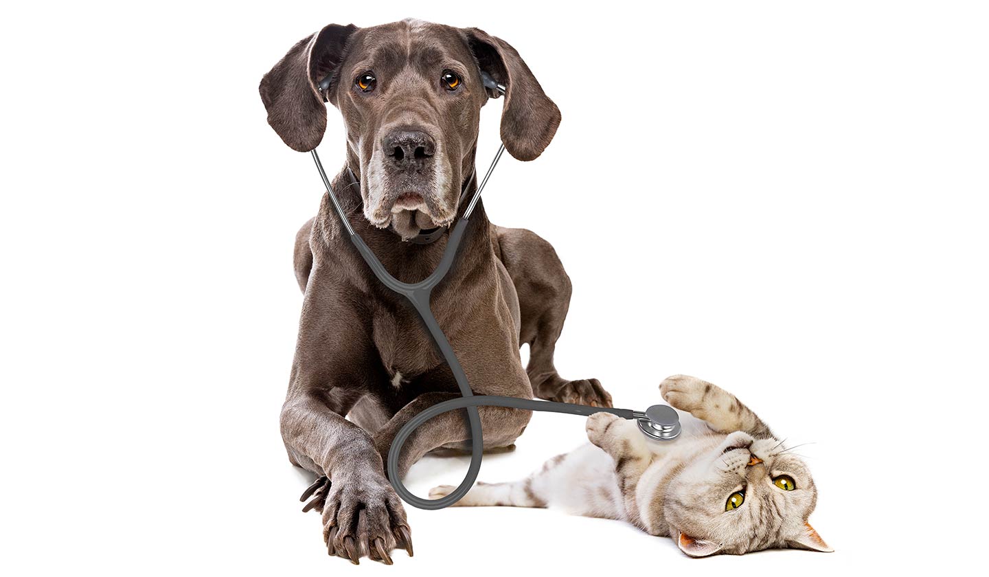 Veterinary Otitis - Symptoms